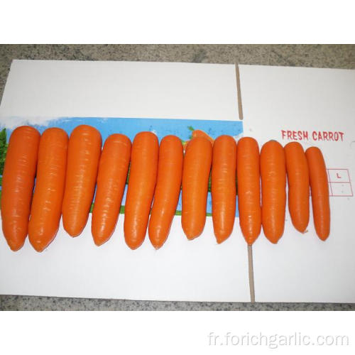 Couleur rouge de carotte fraîche de bonne qualité vue commune